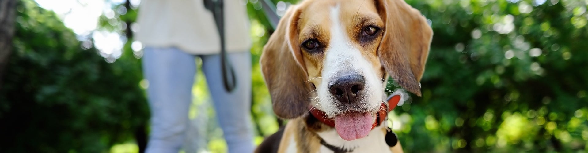 Lifestyle Doggie Brixton. Brixton New Homes in Saint Cloud, FL