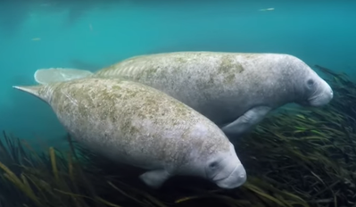 Manatee Blue Springs. Apollo Beach, FL New Homes